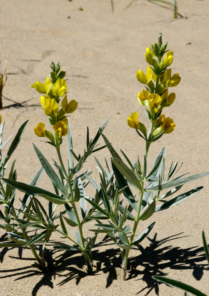 Image of Thermopsis mongolica specimen.