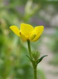 Ranunculus meyerianus