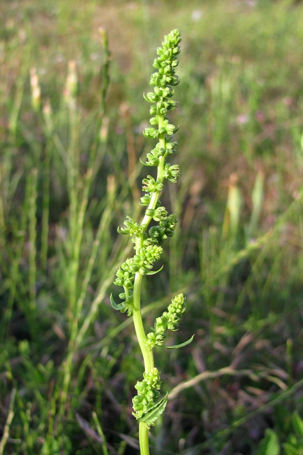 Image of Beta maritima specimen.