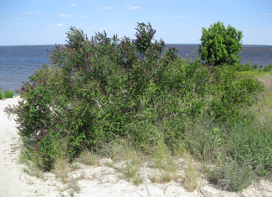 Изображение особи Amorpha fruticosa.