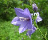 Campanula persicifolia