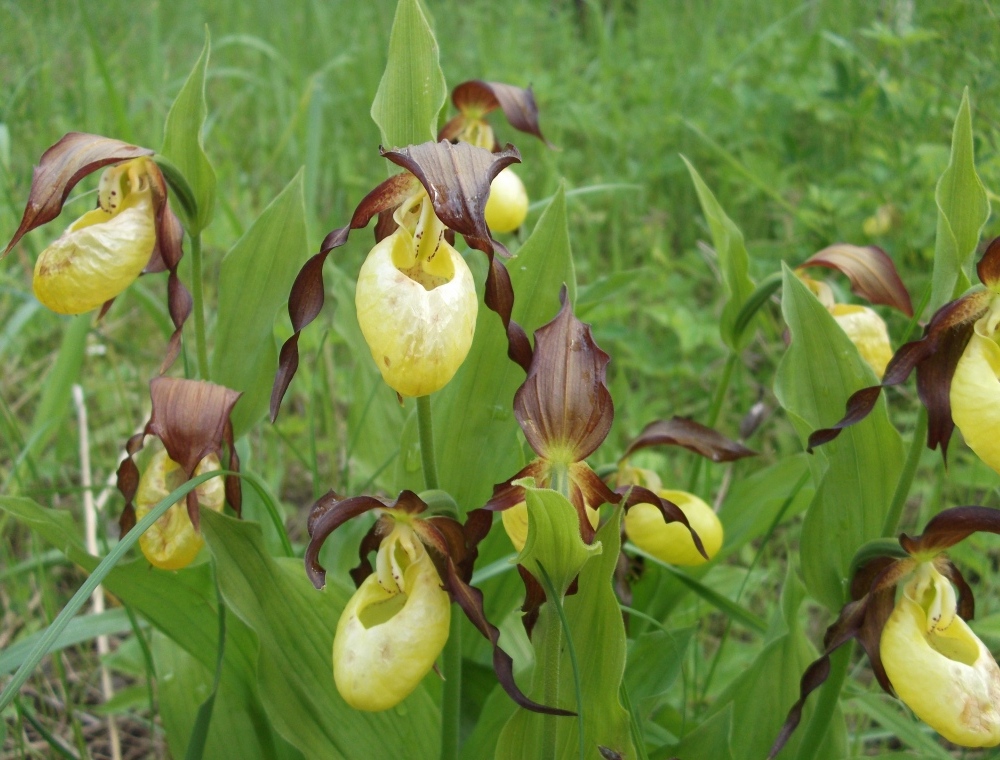 Image of Cypripedium calceolus specimen.