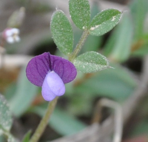 Изображение особи Vicia lathyroides.