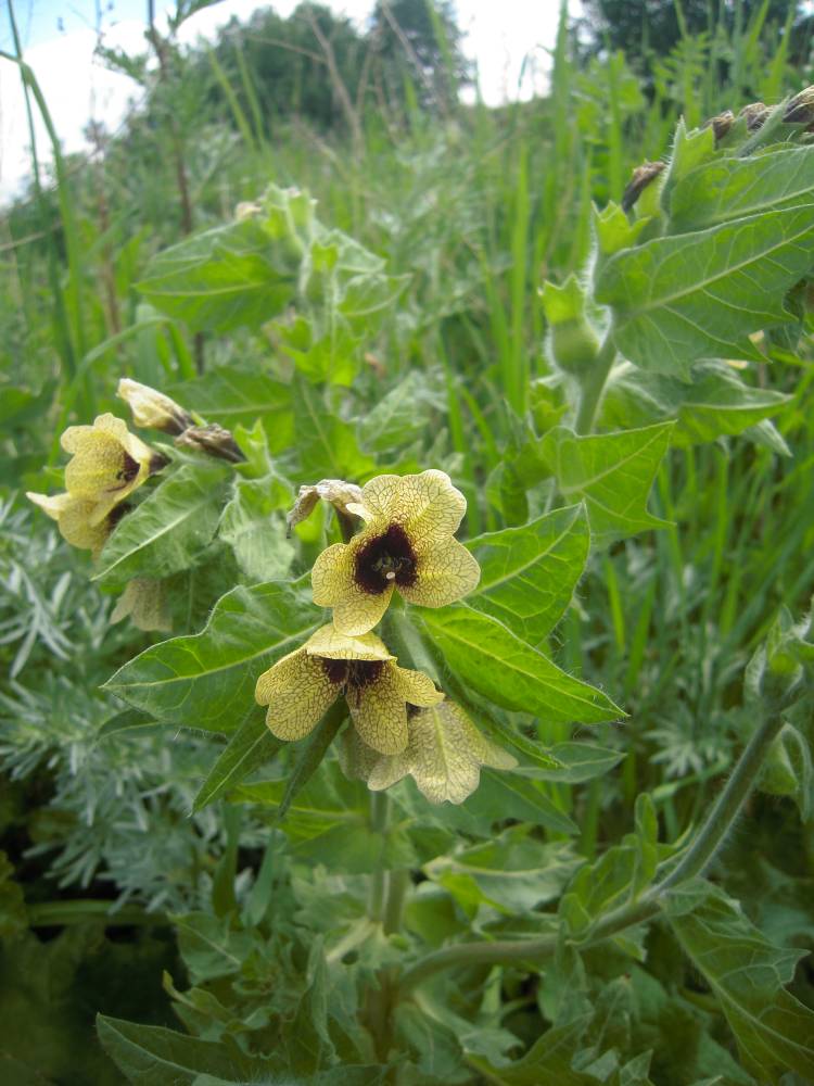 Изображение особи Hyoscyamus niger.