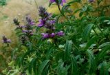 genus Stachys