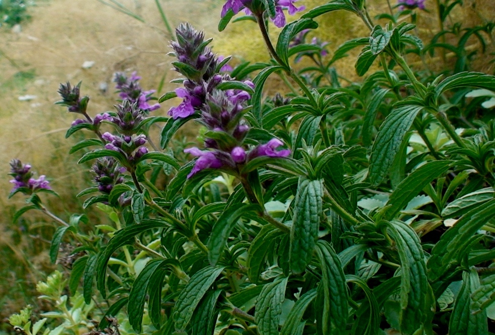 Изображение особи род Stachys.