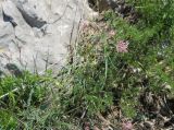 Asperula tenella. Цветущее растение Asperula stevenii V. Krecz. Крым, окр. г. Ялта, хр. Иограф. 4 июня 2012 г.