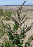 Atriplex calotheca