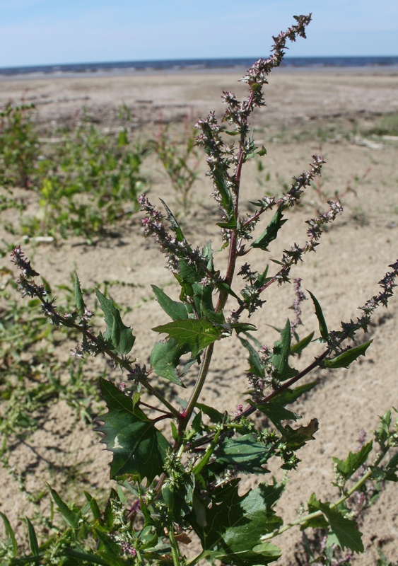 Изображение особи Atriplex calotheca.