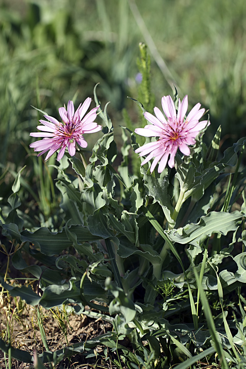 Image of Tragopogon marginifolius specimen.