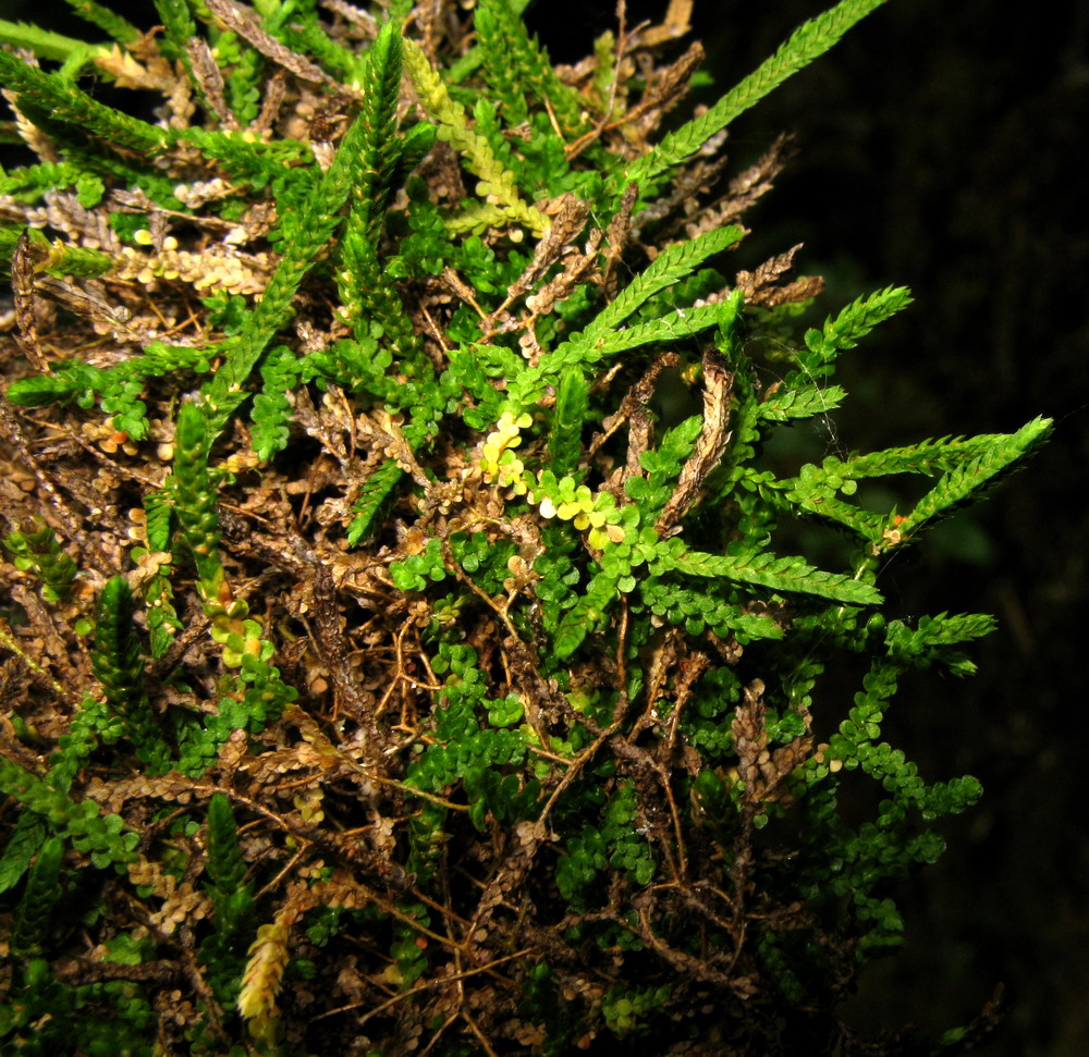 Изображение особи Selaginella sajanensis.