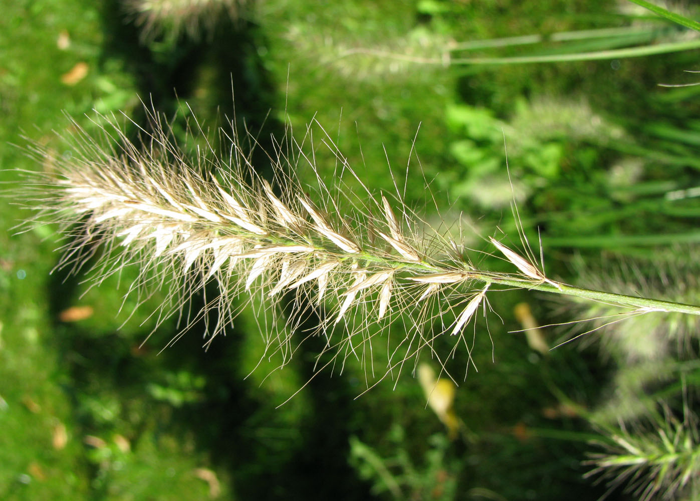 Image of Pennisetum alopecuroides specimen.