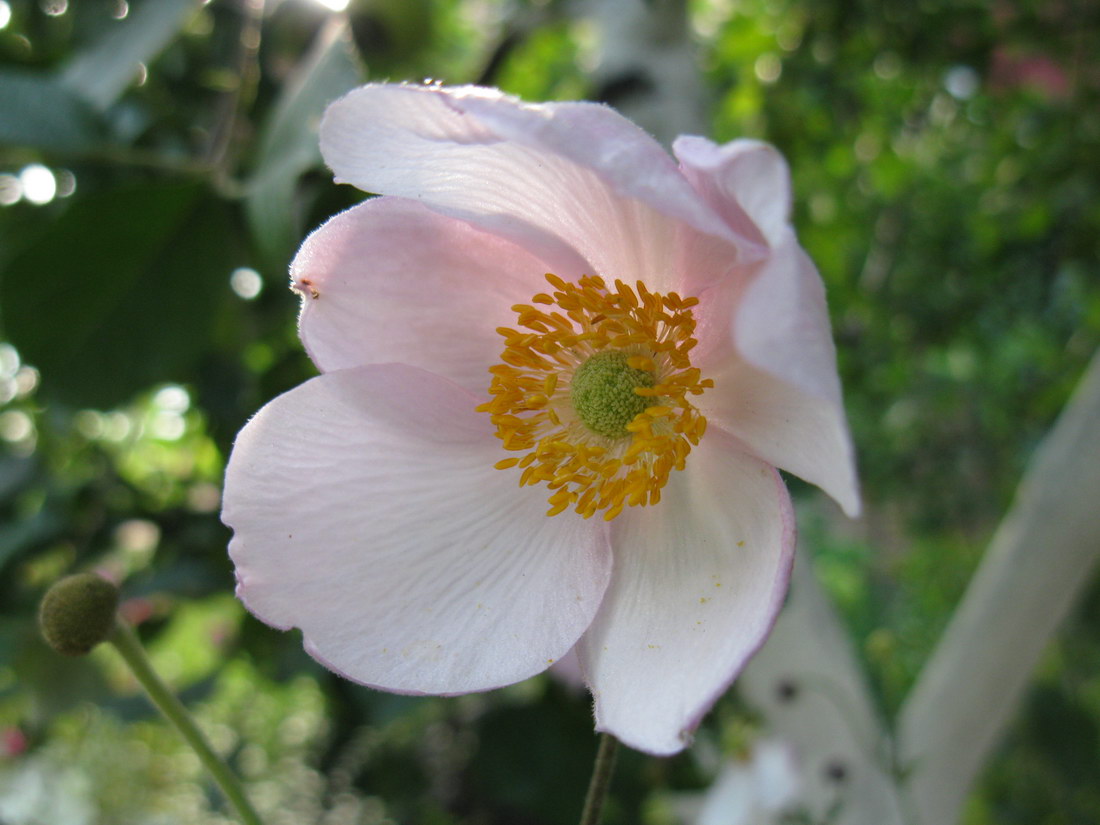 Изображение особи Anemone scabiosa.