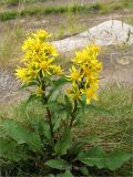 Solidago virgaurea subspecies lapponica. Цветущее растение. Мурманская обл., п-ов Рыбачий, долина р. Пяйва. 30.07.2010.