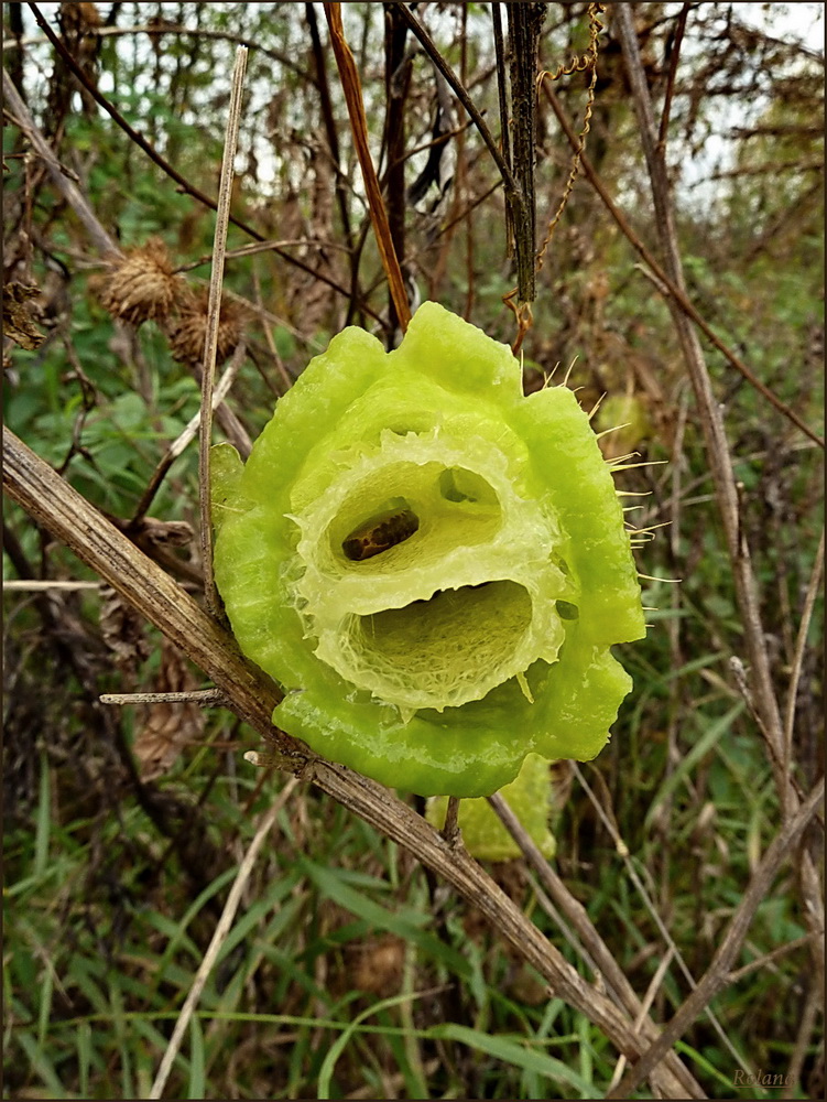 Изображение особи Echinocystis lobata.