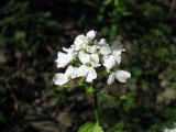 Pachyphragma macrophyllum. Соцветие. Украина, Киев, Национальный ботанический сад, ботанико-географический участок кавказской флоры. 25.04.2012.