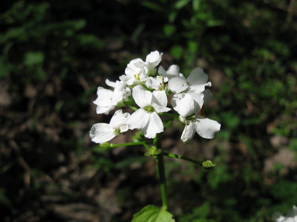 Изображение особи Pachyphragma macrophyllum.