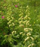 Aconitum umbrosum. Соцветия. Хабаровский край, Ванинский р-н, окр. пос. Высокогорный. 09.07.2005.