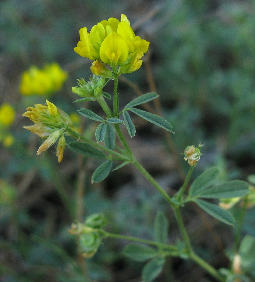 Изображение особи Medicago saxatilis.