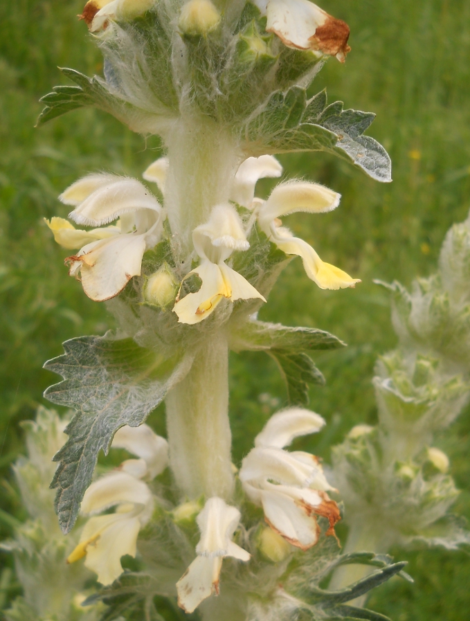 Image of Phlomoides laciniata specimen.