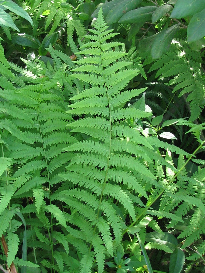 Image of Thelypteris palustris specimen.