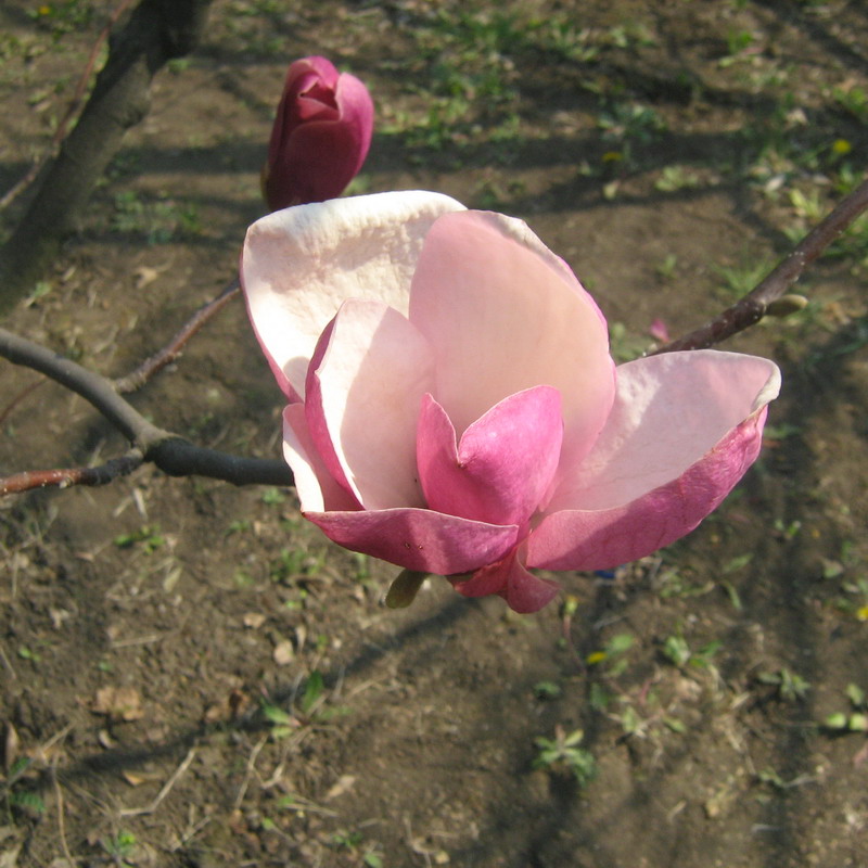 Image of Magnolia &times; soulangeana specimen.