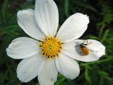 Cosmos bipinnatus