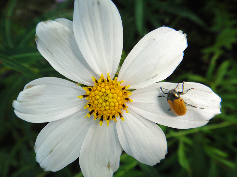 Image of Cosmos bipinnatus specimen.