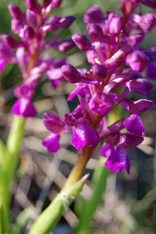 Image of Anacamptis morio ssp. caucasica specimen.