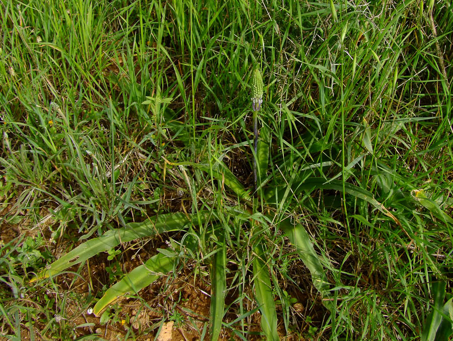 Image of Scilla hyacinthoides specimen.