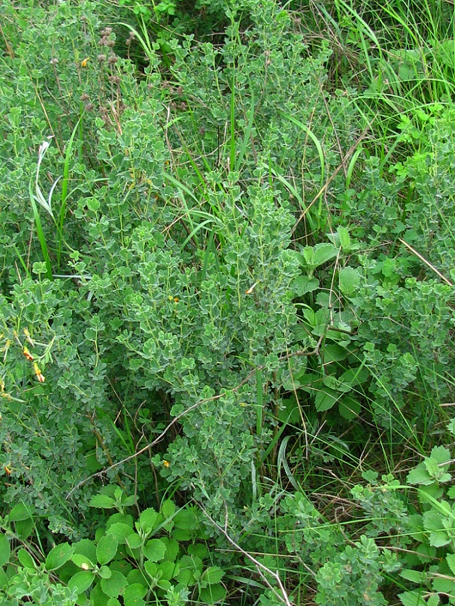 Image of Caragana mollis specimen.