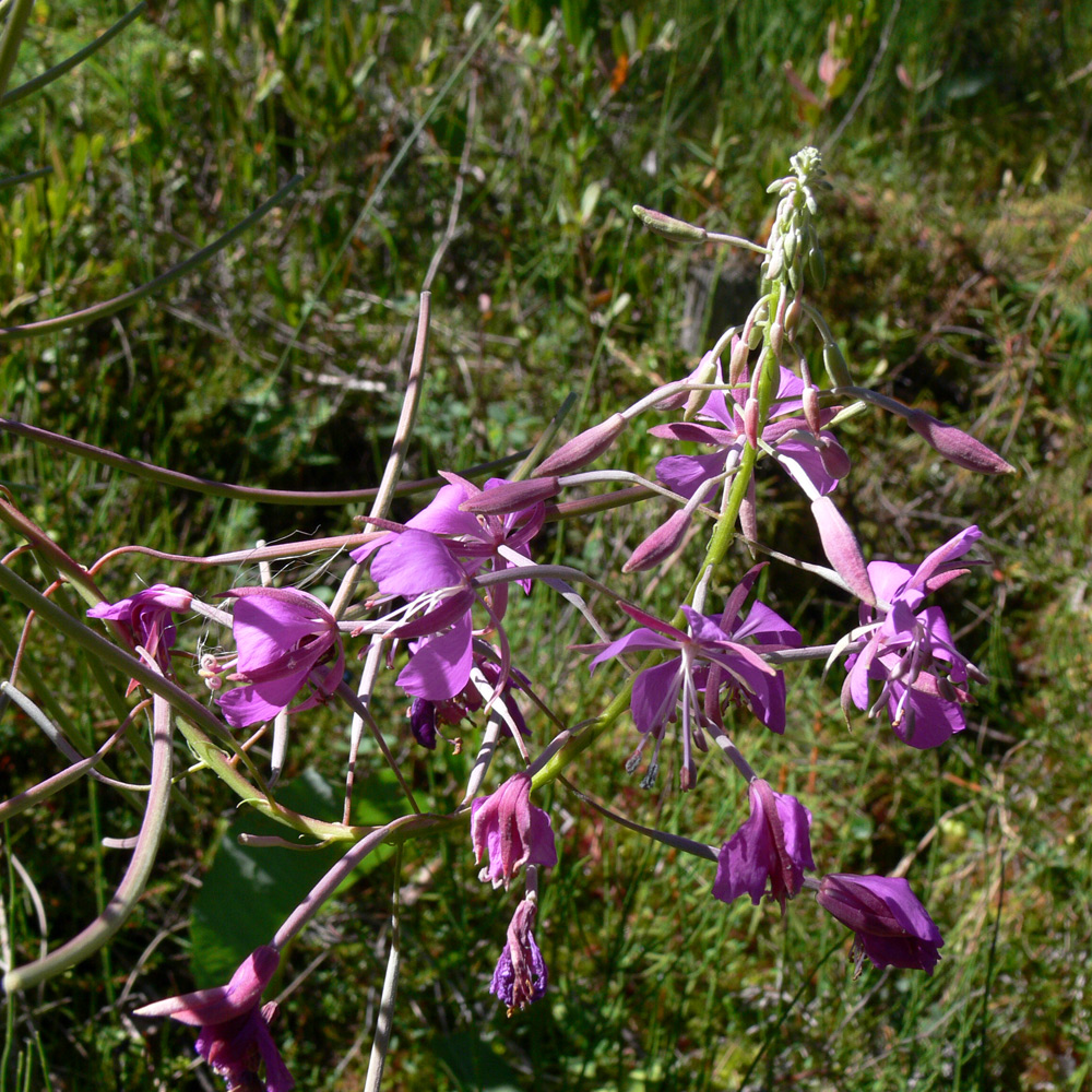 Image of Chamaenerion angustifolium specimen.