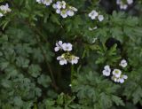 Cardamine graeca