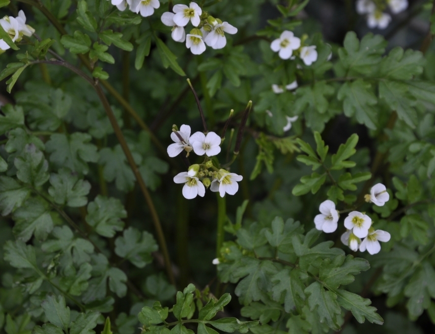 Image of Cardamine graeca specimen.
