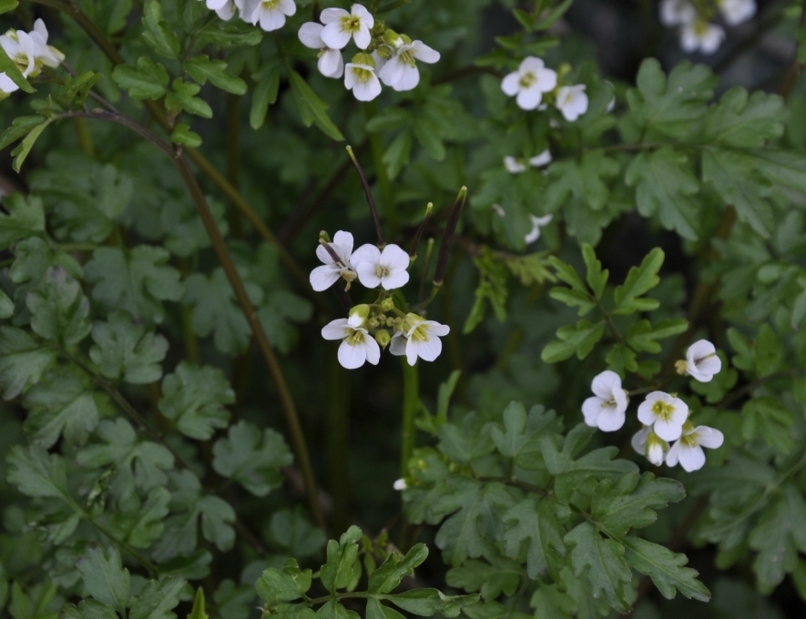 Изображение особи Cardamine graeca.