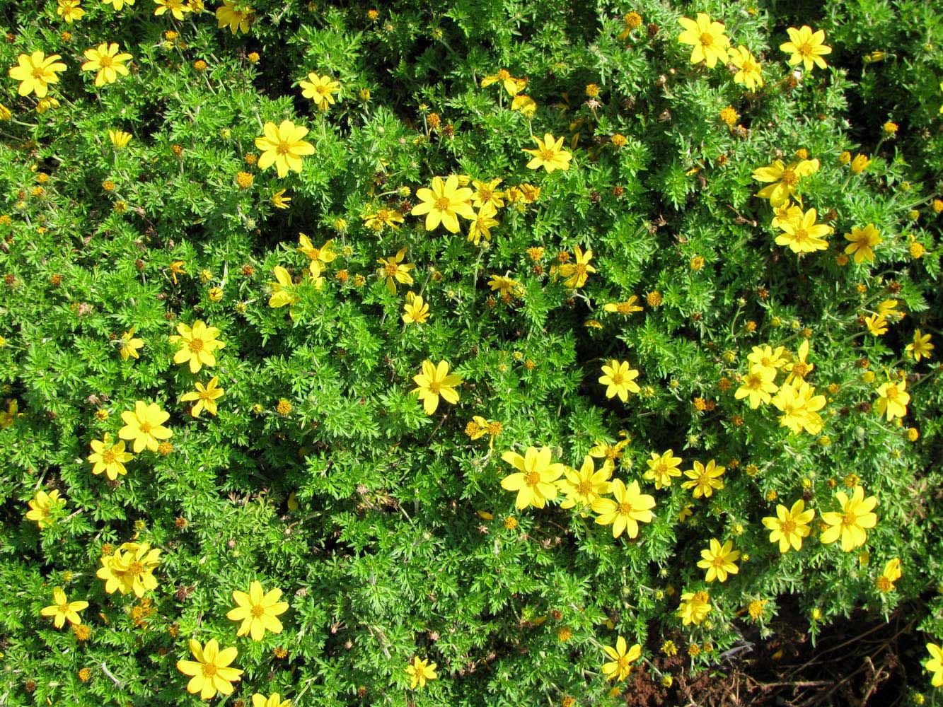 Image of Bidens aurea specimen.