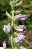 Oxytropis ornata. Часть соцветия. Узбекистан, Ташкентская обл., окр. г. Газалкент. 20.04.2013.