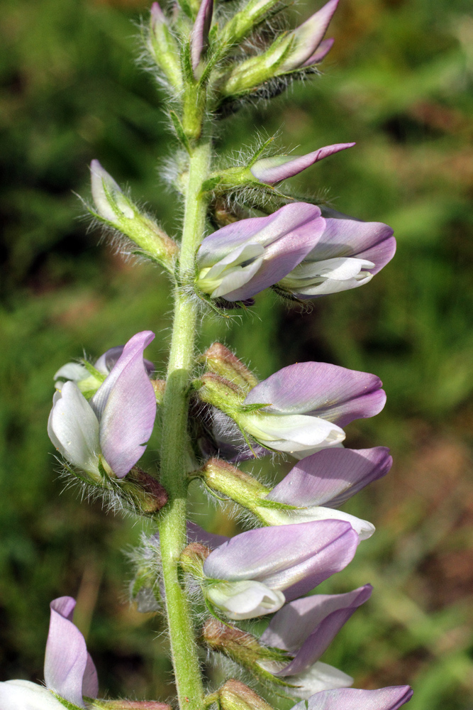 Image of Oxytropis ornata specimen.