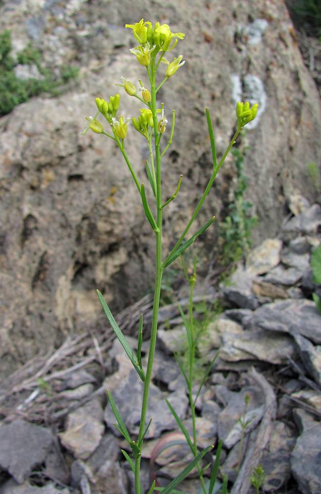Image of Sisymbrium polymorphum specimen.