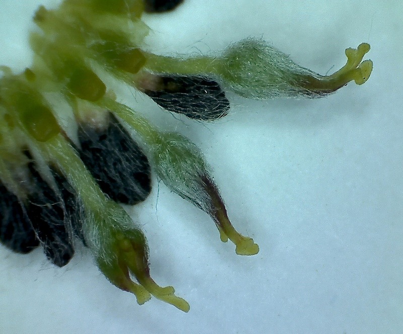 Image of Salix cinerea specimen.