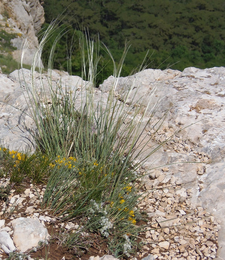 Изображение особи Stipa lithophila.