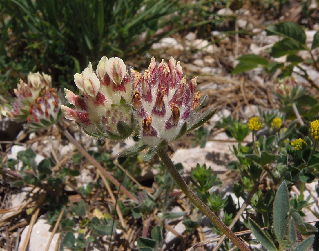 Image of Anthyllis biebersteiniana specimen.