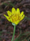 Tragopogon undulatus