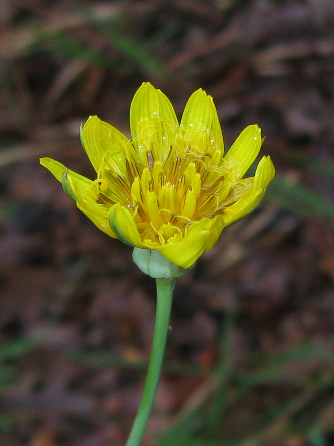 Изображение особи Tragopogon undulatus.