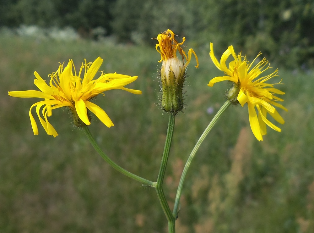 Image of Crepis paludosa specimen.