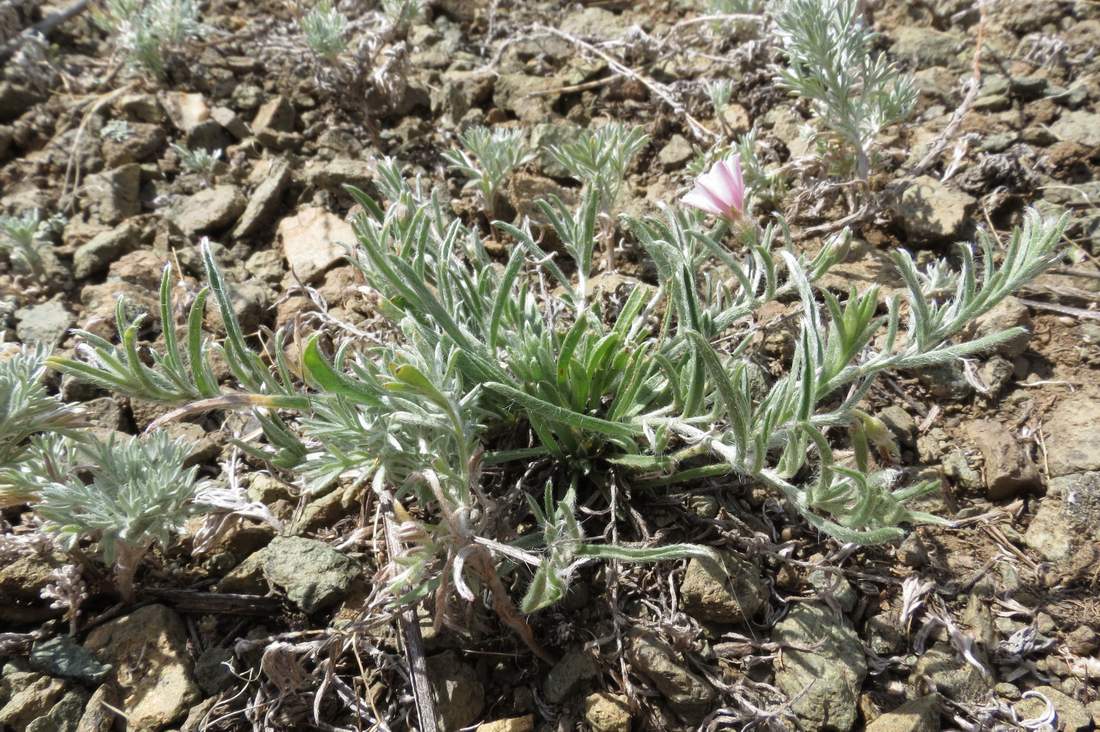 Изображение особи Convolvulus ammannii.