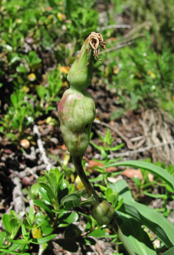 Изображение особи Scorzonera glabra.