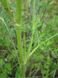 Daucus carota