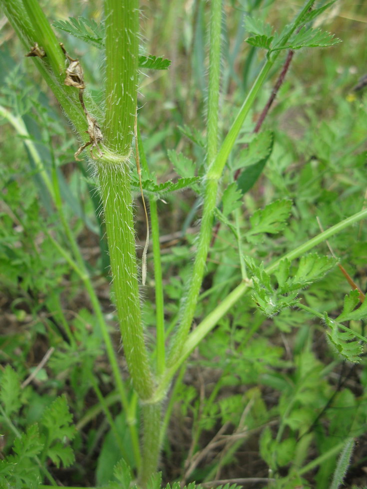 Image of Daucus carota specimen.