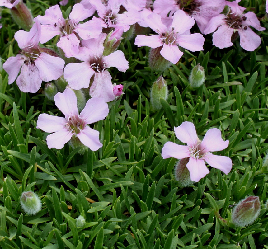 Image of Saponaria &times; olivana specimen.